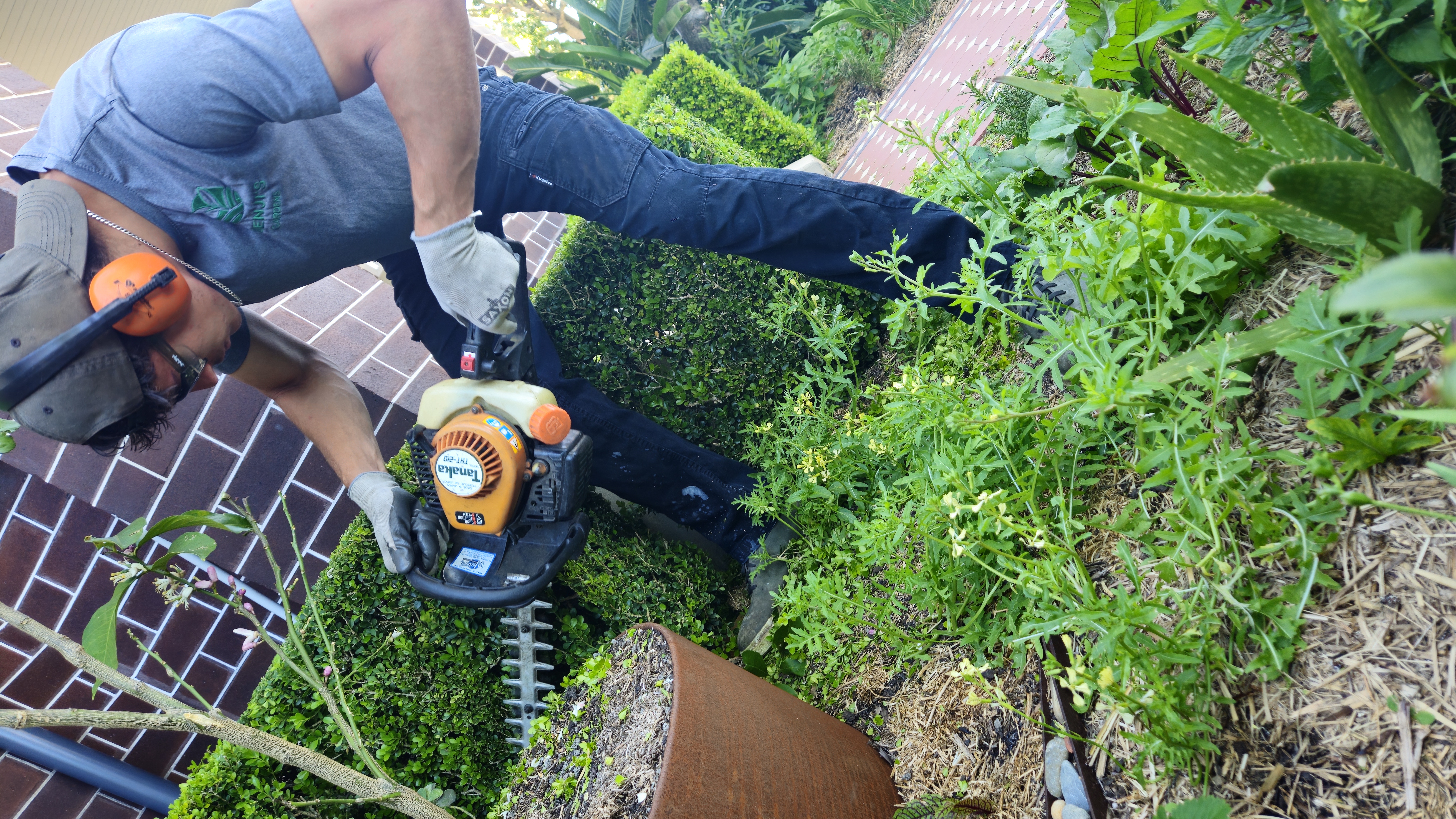 Hedge Trimming & Shaping