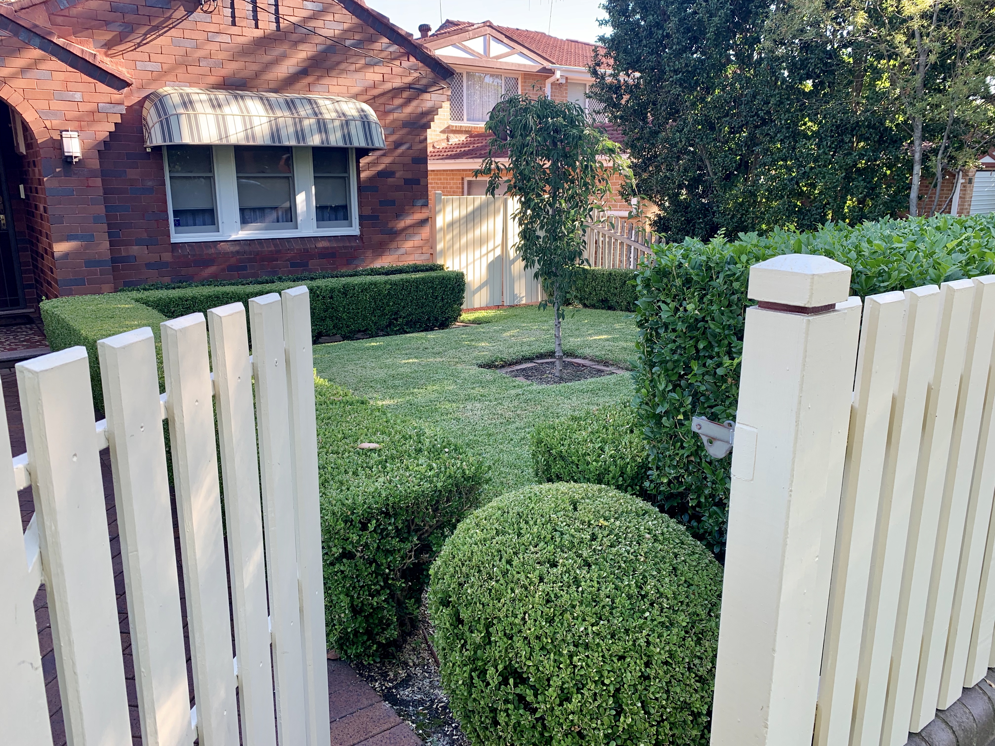 Manicured buxus garden with white picket fence — Sydney