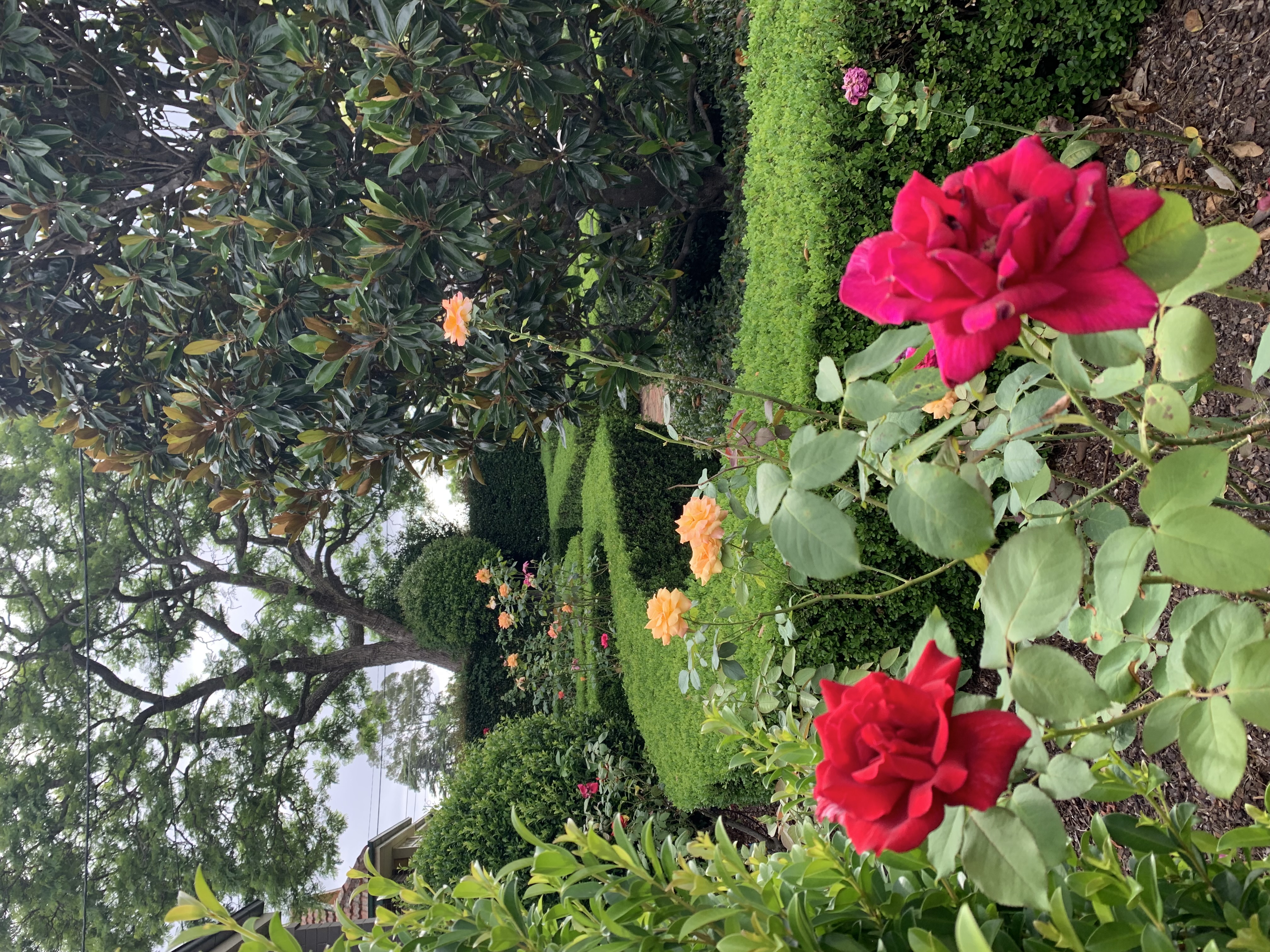 Mulching