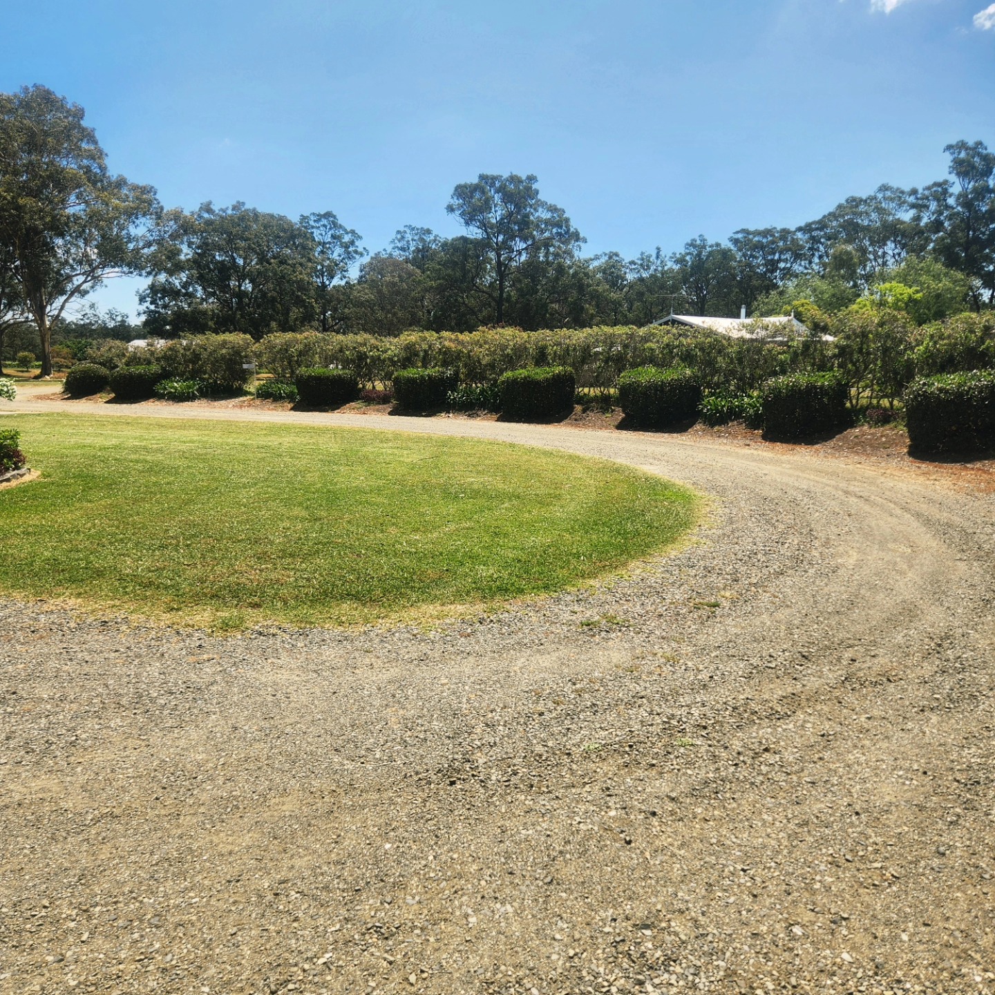 Curved gravel driveway lined with shaped hedges — Hills District acreage