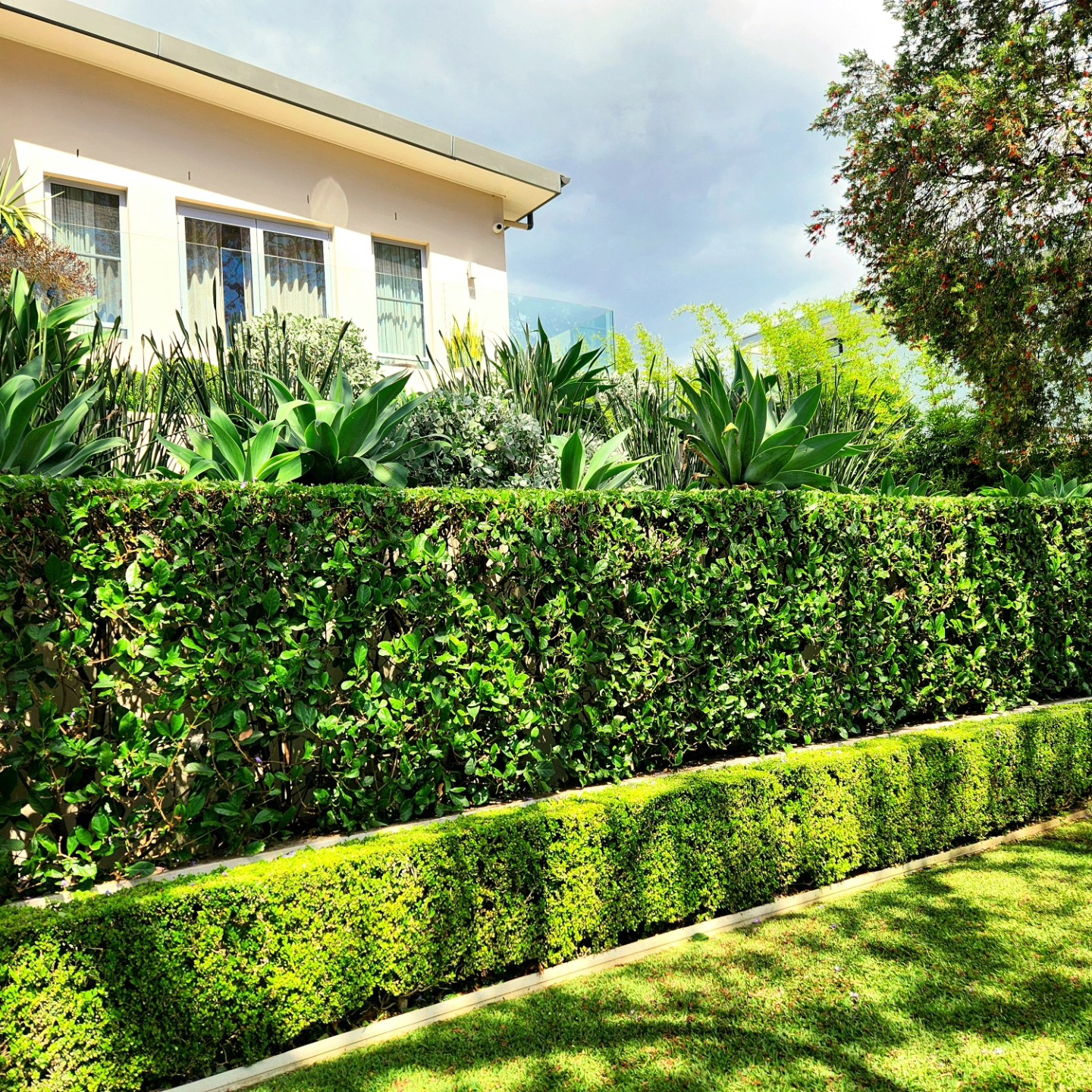Tall lilly pilly screen over low buxus border — Inner West Sydney